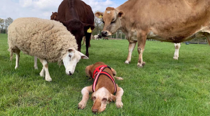 a dog, a sheep and two cows